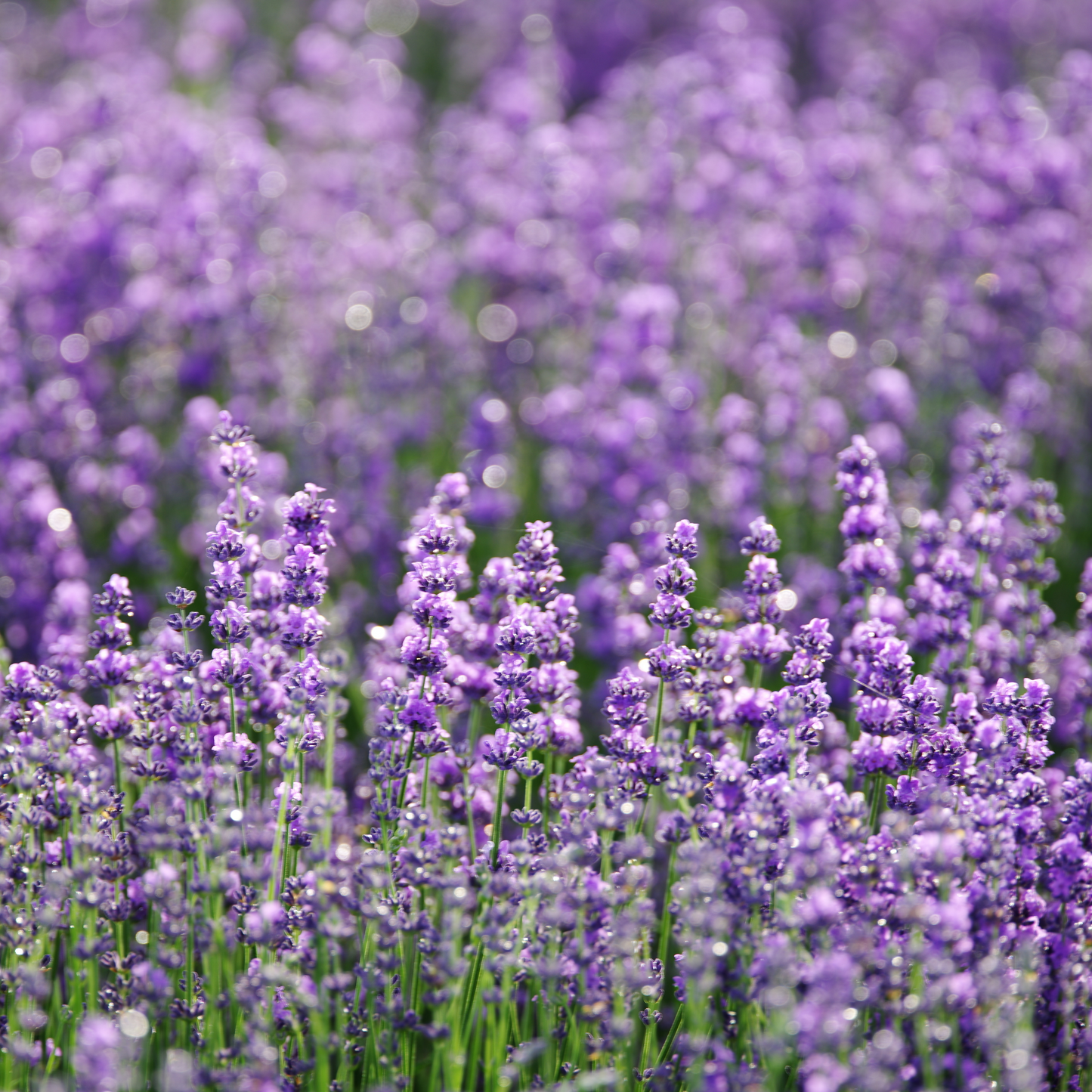 Lavender Essential Oil