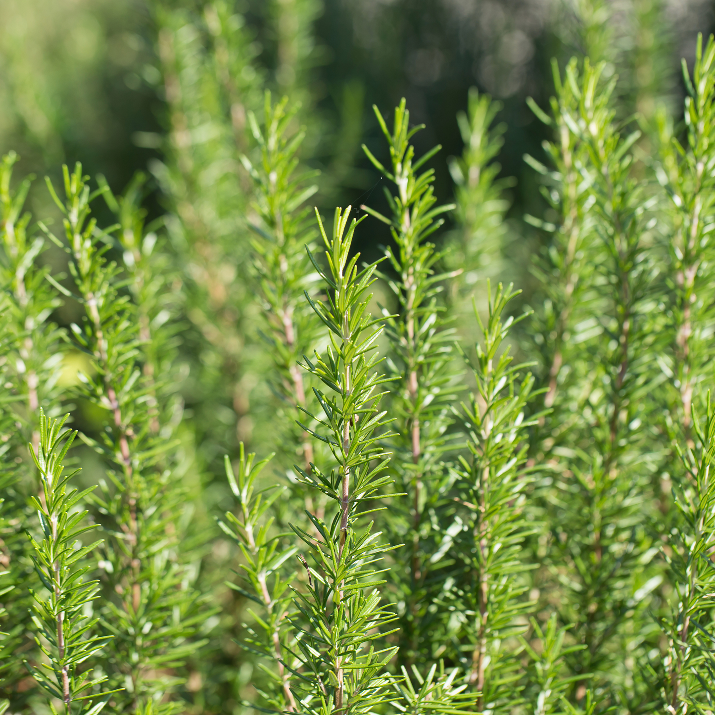 Rosemary Essential Oil
