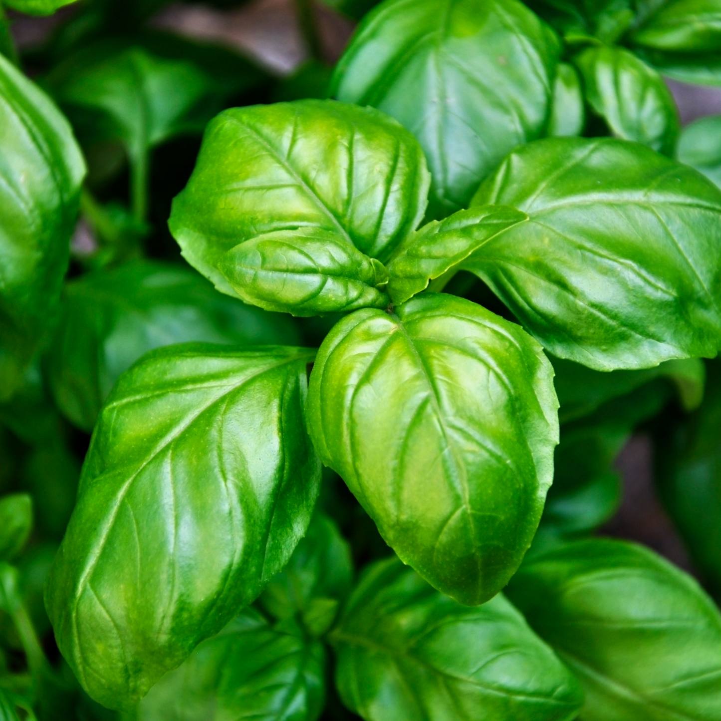 Basil (Sweet) Essential Oil