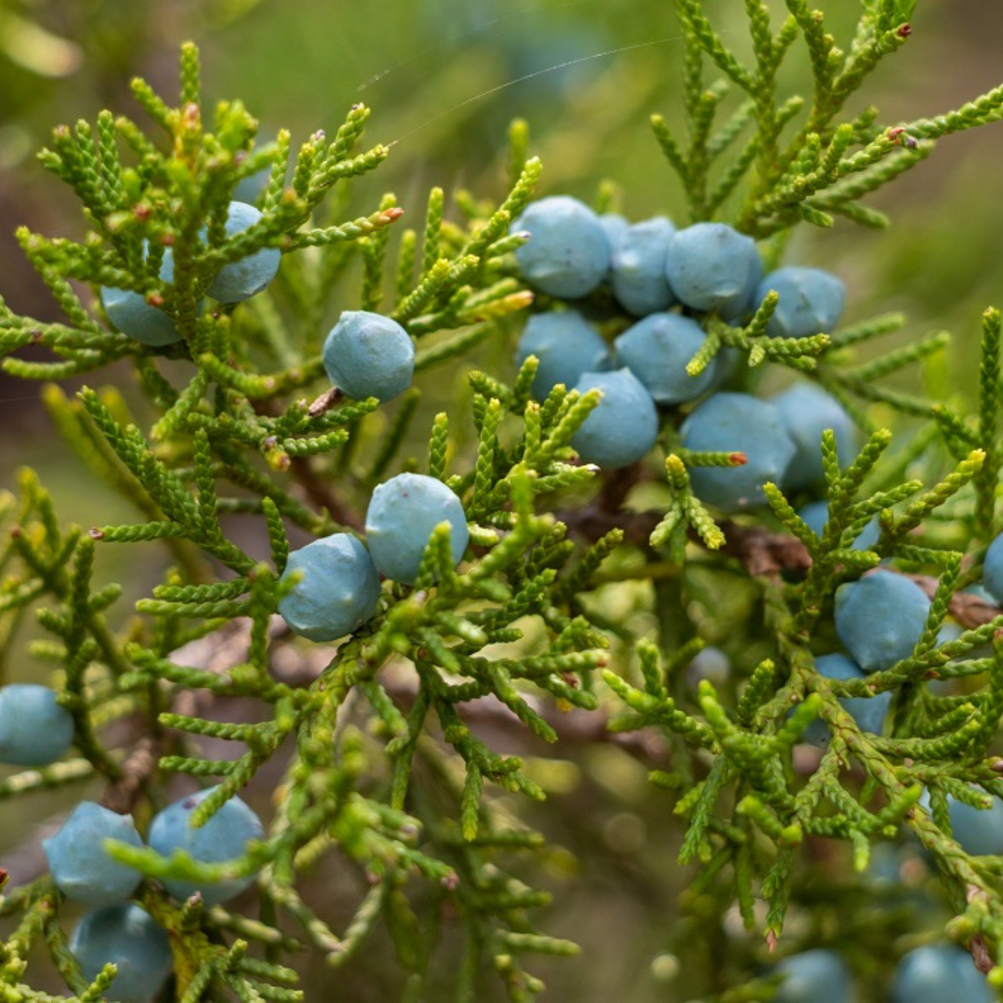 Cedarwood (Virginian) Essential Oil
