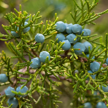 Cedarwood (Virginian) Essential Oil