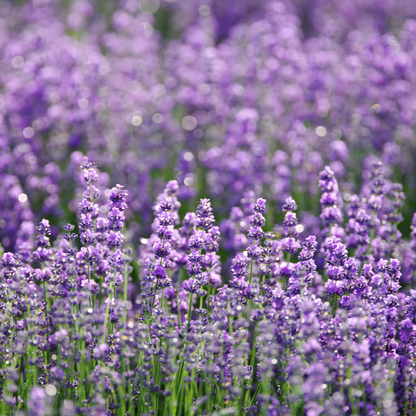 Lavender Essential Oil