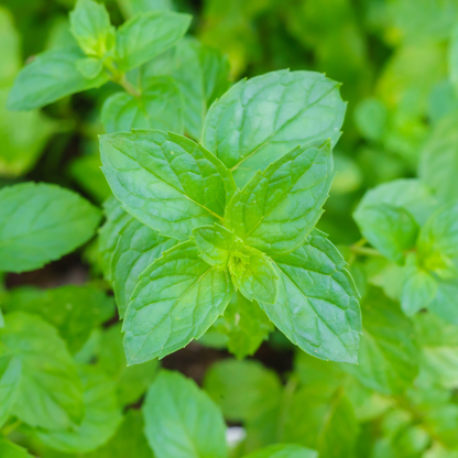 Spearmint Essential Oil