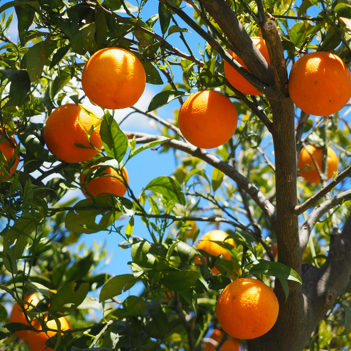 Organic Orange (Sweet) Essential Oil
