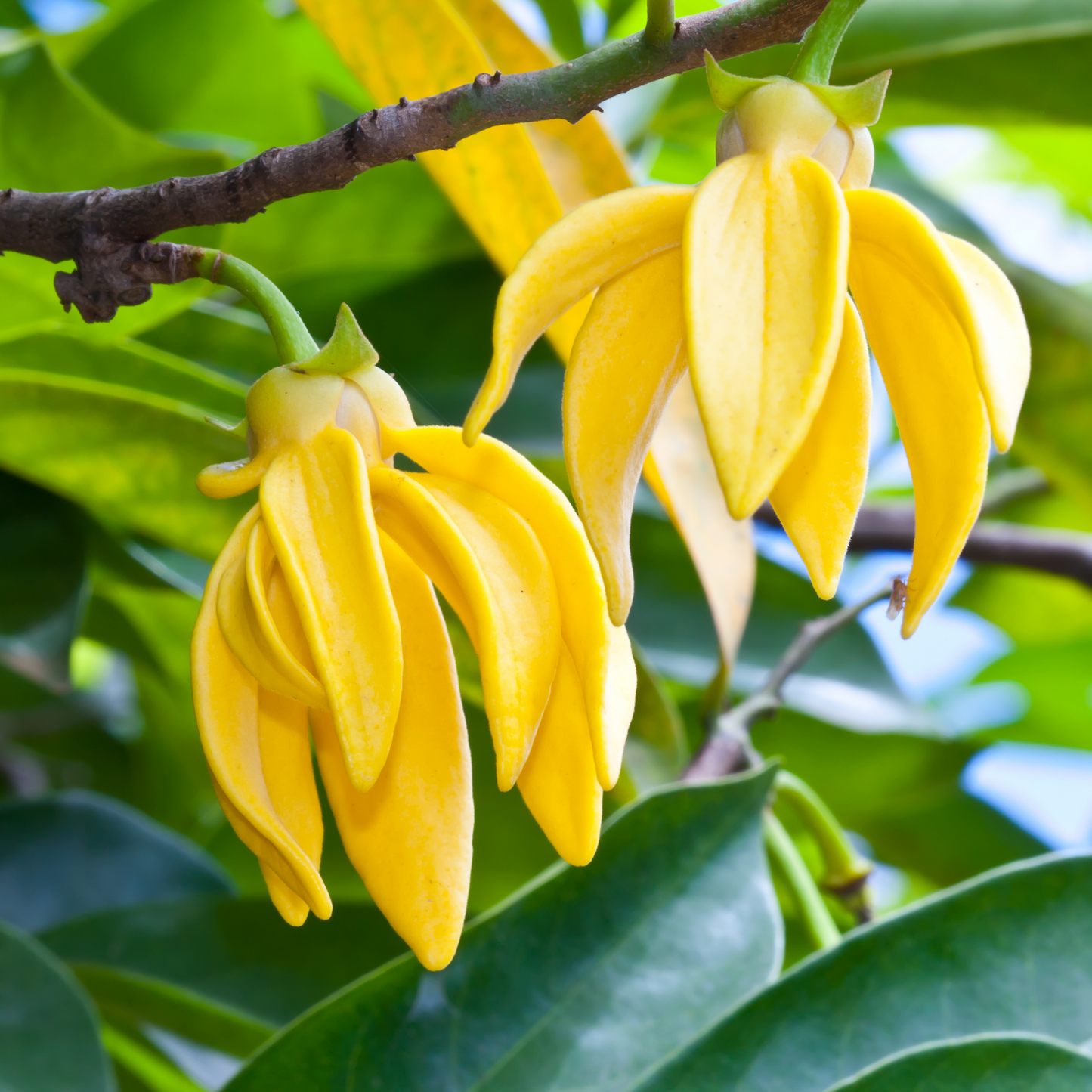 Ylang Ylang (Complete) Essential Oil